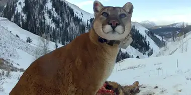 Mountain Lions: Big Cats in High Places