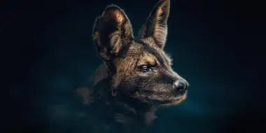 Painted Wolf