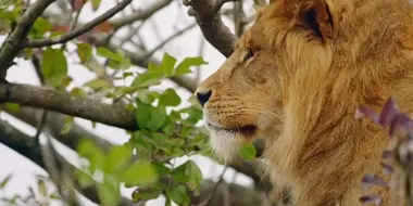 Lion Cubs