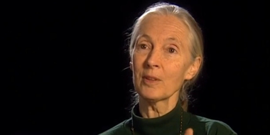 Alone on the mountain: Jane Goodall