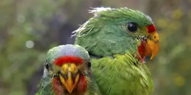 Tick Bites, Swift Parrot