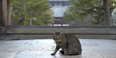 Nara