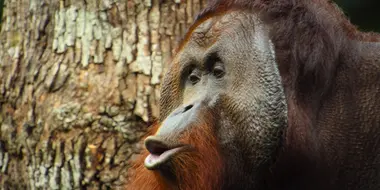 The Orangutan