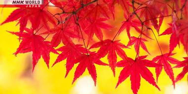 Fall in Saga-Arashiyama: The Beauty and Colors of Change