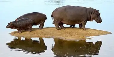 Hippo Beach