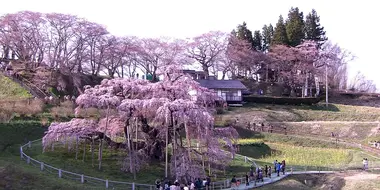 Cherry Blossoms will Bloom: Miharu, Fukushima