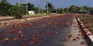 Cuba: Wild Island of the Caribbean