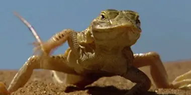 The Arid Namib