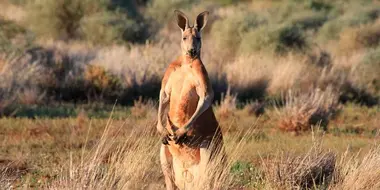 Desert Of The Red Kangaroo