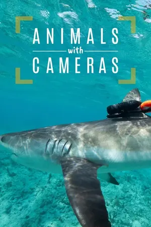 Animals with Cameras, A Nature Miniseries