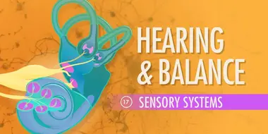 Hearing & Balance