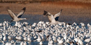 Birding Sites in Western North America