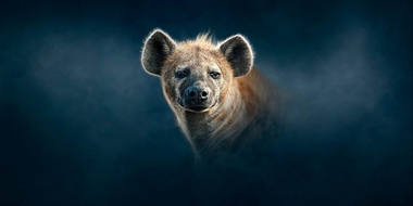 Hyena