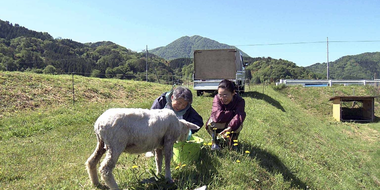 A Country Town's Woolly Heroes