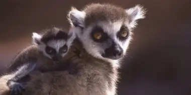 A Lemur's Tale