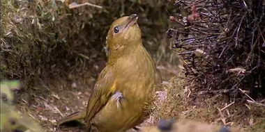 Bowerbirds: The Art of Seduction