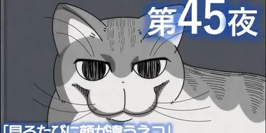 Night 45: A Cat Whose Face Changes Every Time You Look