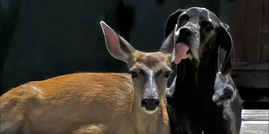 Animal Odd Couples