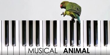 The Musical Animal