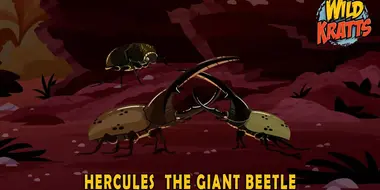 Hercules – The Giant Beetle
