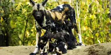 A Baby Wild Dog's Story