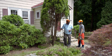 Trash Insert, Arborvitae Removal