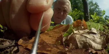 Attenborough's Life Stories: Life on Camera