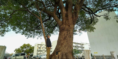 Hiroshima's A-Bomb Survivor Trees