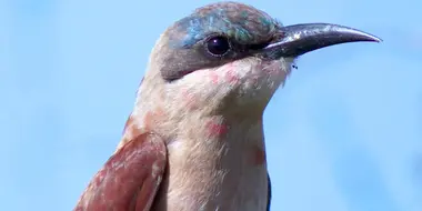 Fancy in Feathers