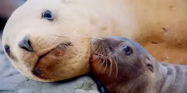 A Baby Sea Lion's Story