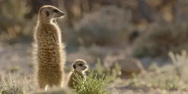 Meerkat