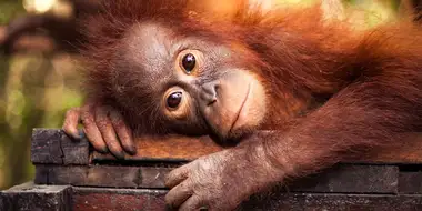 Red Ape: Saving the Orangutan