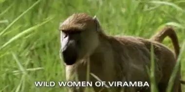 Wild Women of Viramba