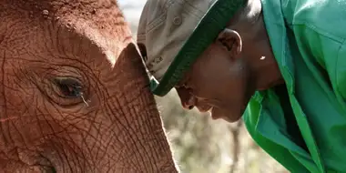 Baby Elephant Rescue