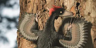 The Mystery of the Feathered Dragons