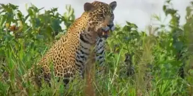 Pantanal: Brazil's Wild Heart