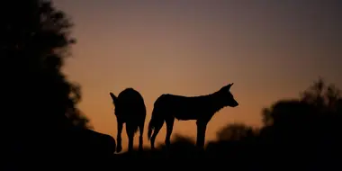 Dogs in the Land of Lions