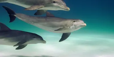 Dolphins