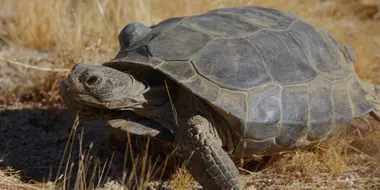 Desert-Dwelling Tortoises