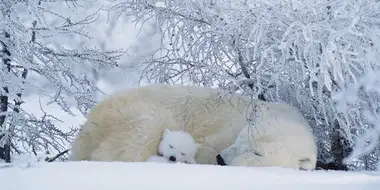 Arctic Bears