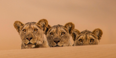 Lions of the Skeleton Coast