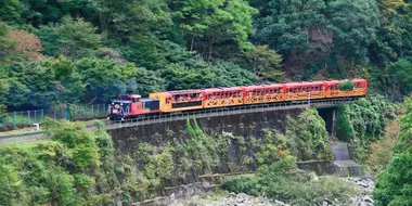 The Seeds of Success: Kyoto's Sagano Scenic Railway