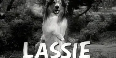 Lassie and the Birdwatch