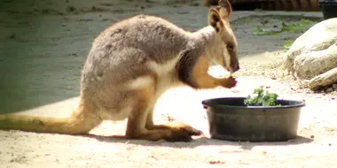 Wallaby Welcome