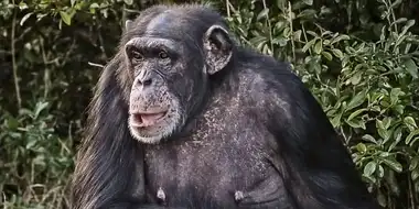 Chimp Negotiations