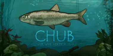 Chub: Lower Wye, Herefordshire