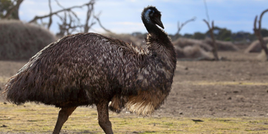 Journey of the Emu