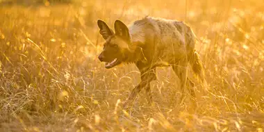 Living with Predators (Conservation)