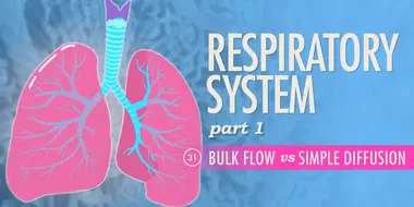 Respiratory System, Part 1