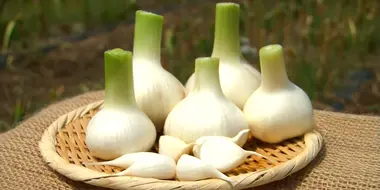 Garlic